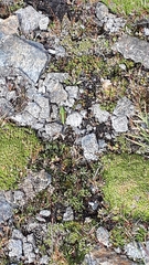 Epipodisma pedemontana