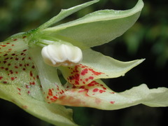 Impatiens clavigera