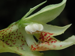Impatiens clavigera