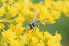 Andrena nubecula