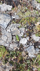 Epipodisma pedemontana