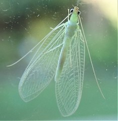 Chrysoperla pudica-group