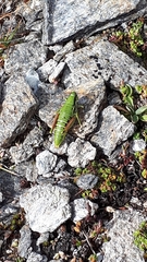 Epipodisma pedemontana