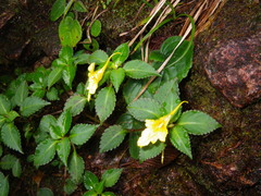 Impatiens luteola