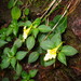 Impatiens luteola - Photo (c) Maxim Nuraliev, some rights reserved (CC BY-NC), uploaded by Maxim Nuraliev