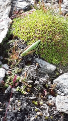 Epipodisma pedemontana