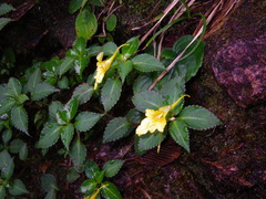 Impatiens luteola