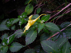 Impatiens luteola