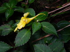 Impatiens luteola