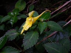 Impatiens luteola