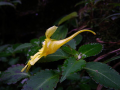 Impatiens luteola