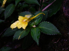 Impatiens luteola
