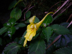Impatiens luteola