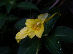 Impatiens luteola