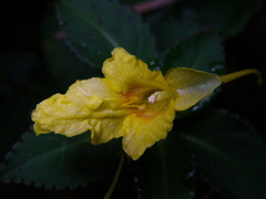 Impatiens luteola