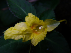 Impatiens luteola