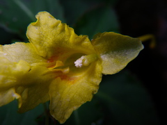 Impatiens luteola