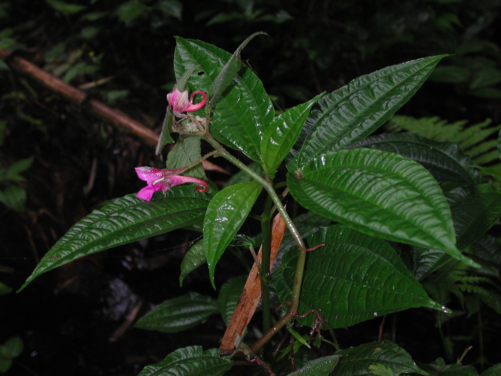 Impatiens napoensis (Impatiens napoensis)