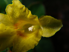 Impatiens luteola