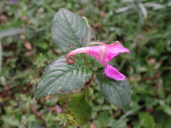 Impatiens napoensis