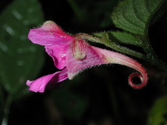 Impatiens napoensis
