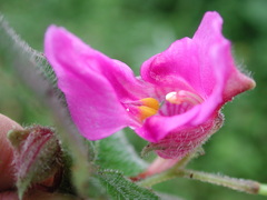 Impatiens napoensis