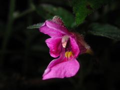 Impatiens napoensis