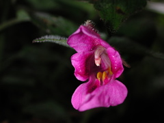 Impatiens napoensis