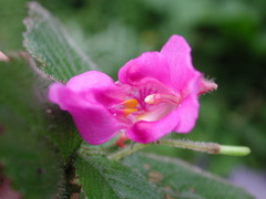 Impatiens napoensis
