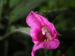 Impatiens napoensis