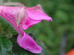 Impatiens napoensis