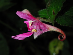 Impatiens napoensis
