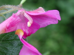 Impatiens napoensis
