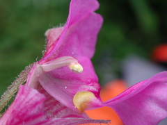 Impatiens napoensis
