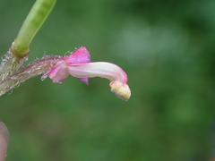 Impatiens napoensis