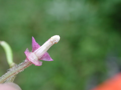 Impatiens napoensis