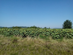 Helianthus annuus