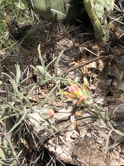 Castilleja tenuiflora