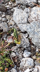 Epipodisma pedemontana