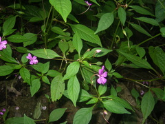 Impatiens squiresii