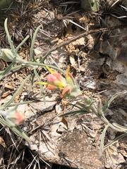 Castilleja tenuiflora