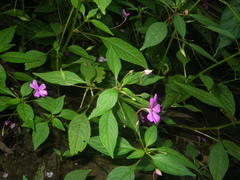 Impatiens squiresii