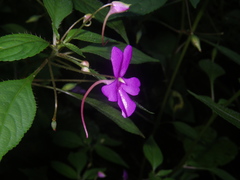 Impatiens squiresii