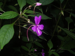 Impatiens squiresii