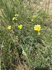 Lithospermum cobrense