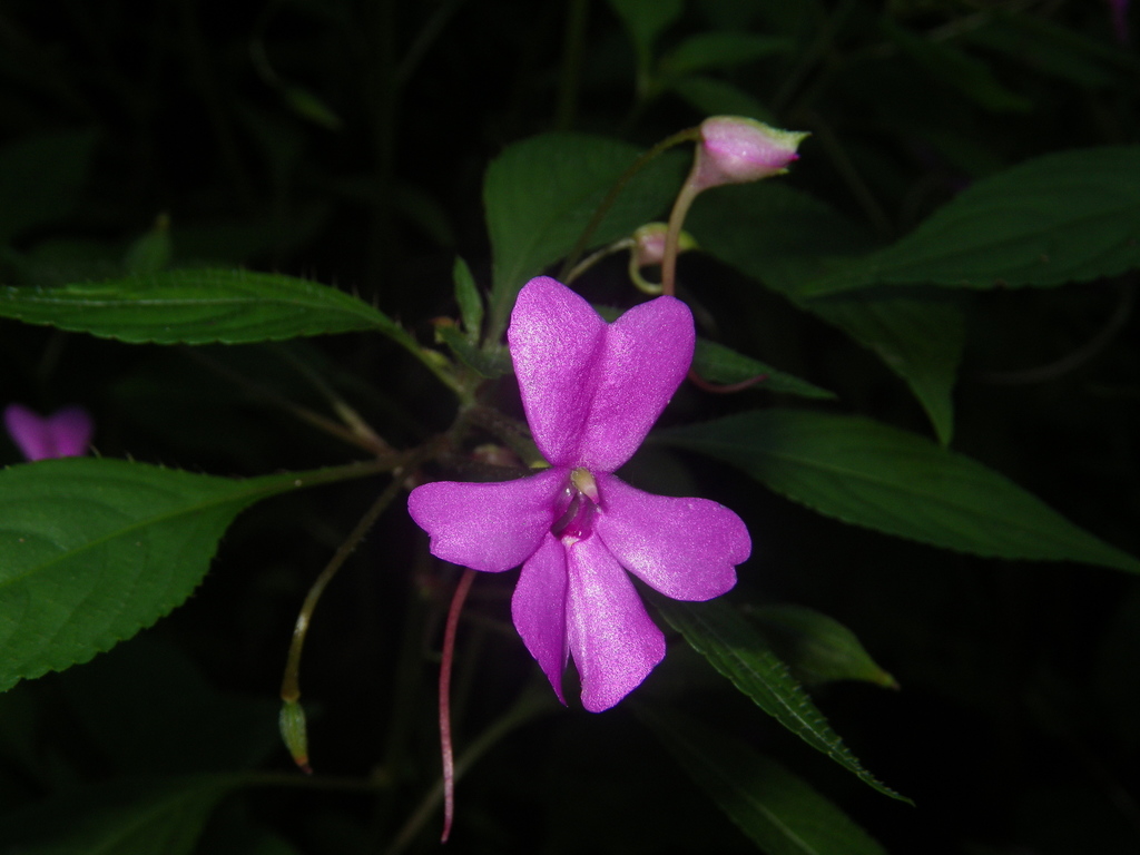 Impatiens squiresii (Impatiens squiresii)