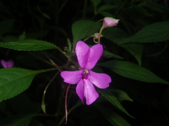 Impatiens squiresii