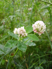 Trifolium hybridum hybridum