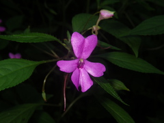 Impatiens squiresii