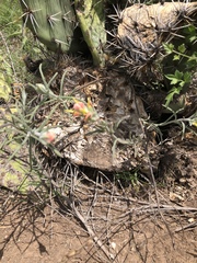 Castilleja tenuiflora
